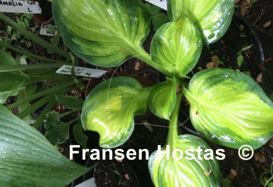 Hosta Yuuyakee