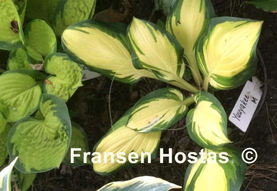 Hosta Yuuyakee