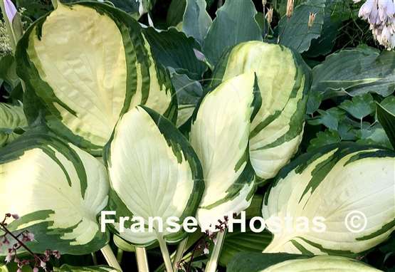 Hosta Yuuyakee