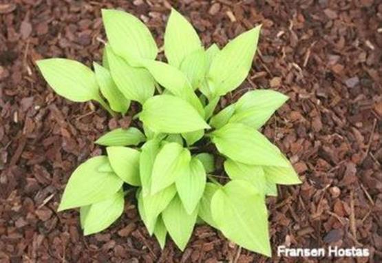 Hosta Yellow Boa