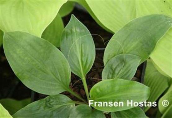 Hosta yingeri