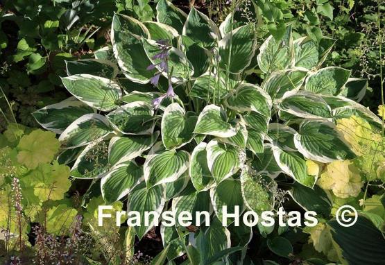 Hosta Zager's White Edge