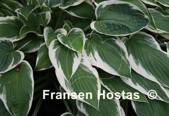 Hosta Zager's White Edge