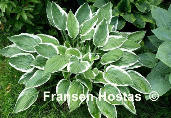 Hosta Zager's White Edge