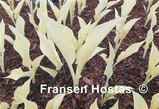 Hosta Zebra Print
