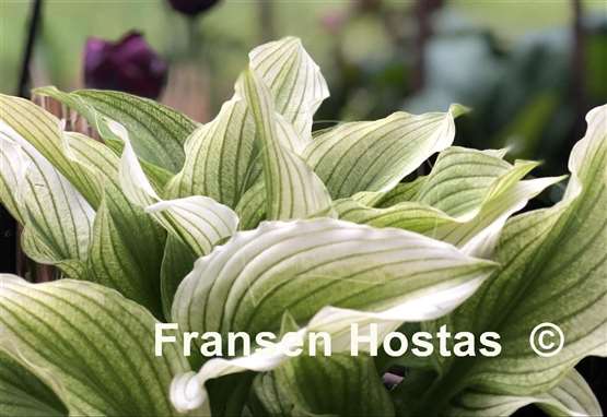 Hosta Zebra Stripes