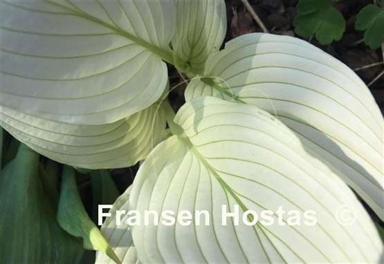 Hosta Zebra Stripes