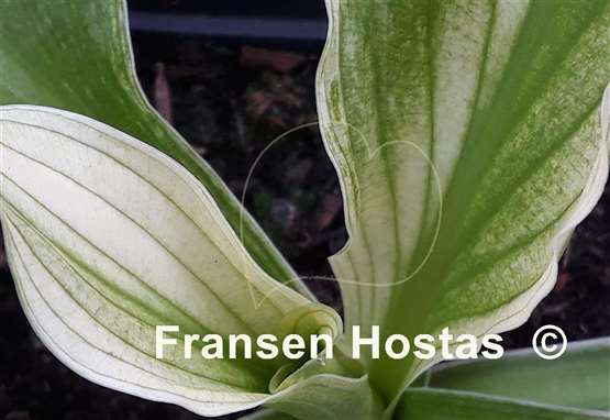 Hosta Zebra Stripes