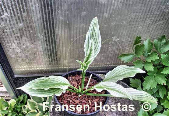 Hosta Zebra Stripes