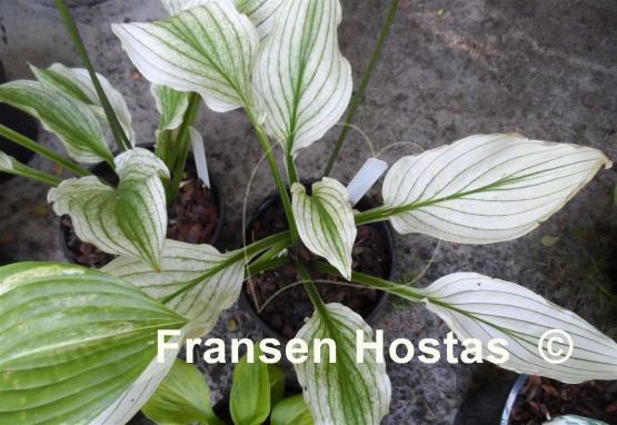 Hosta Zebra Stripes