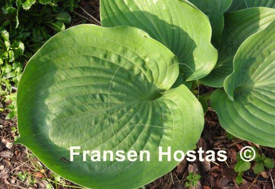 Hosta Zero Sum