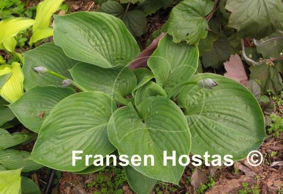 Hosta Zero Sum