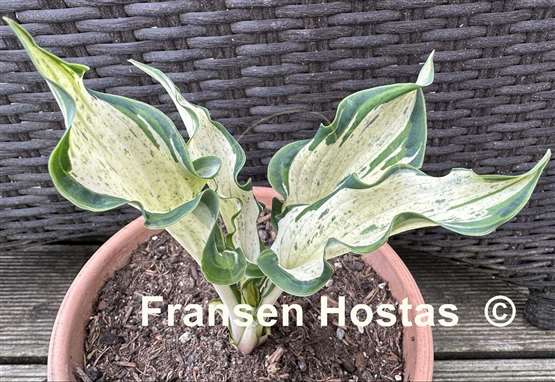 Hosta Zeus 