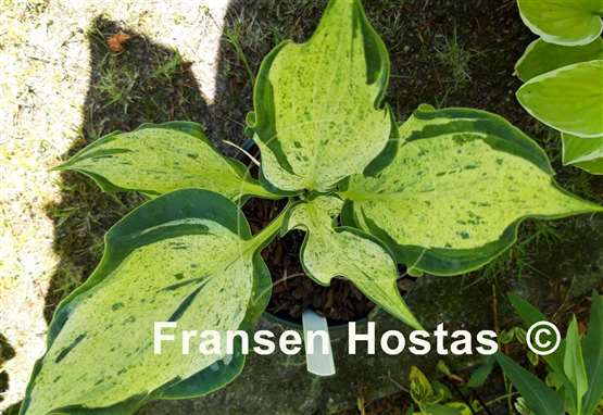 Hosta Zeus 