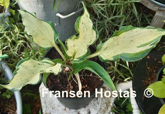Hosta Zeus 