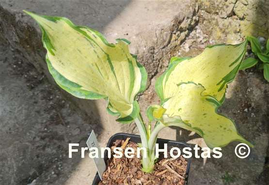 Hosta Zeus 