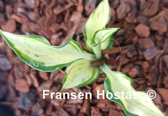 Hosta Zeus 