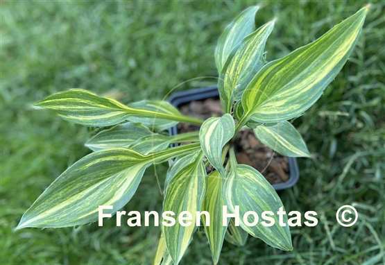 Hosta Zig Zag