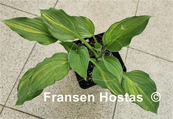 Hosta Zig Zag