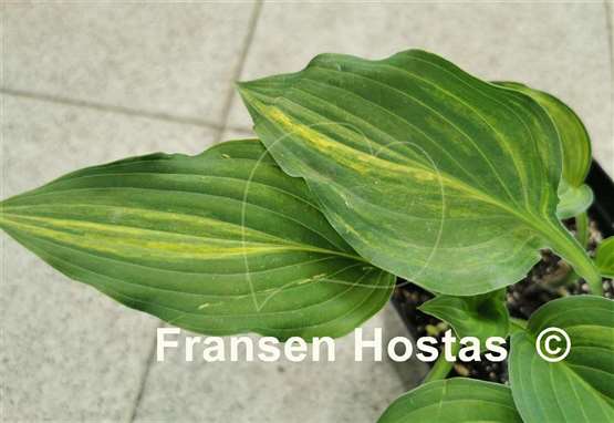 Hosta Zig Zag