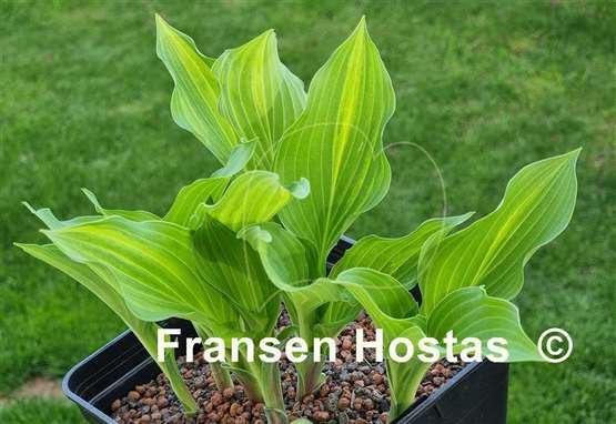 Hosta Zig Zag