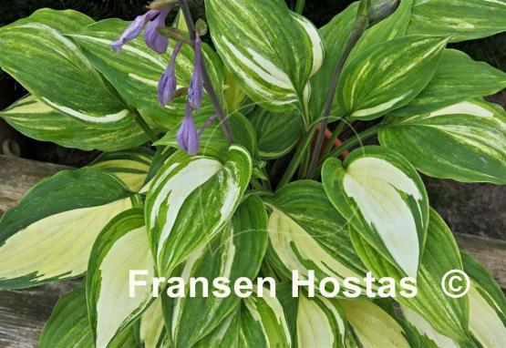 Hosta Zig Zag