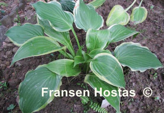 Hosta Zion's Hope
