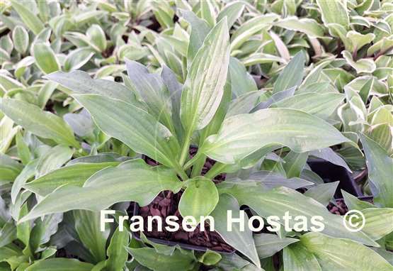 Hosta Zippin Pippin