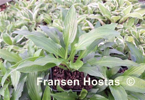 Hosta Zippin Pippin