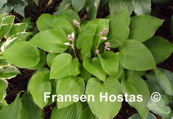 Hosta Zitronenfalter