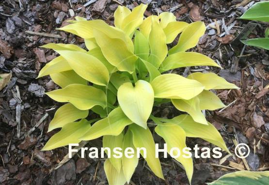 Hosta Zitronenfalter