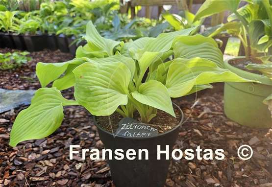 Hosta Zitronenfalter