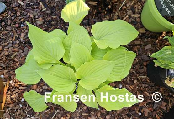 Hosta Zitronenfalter