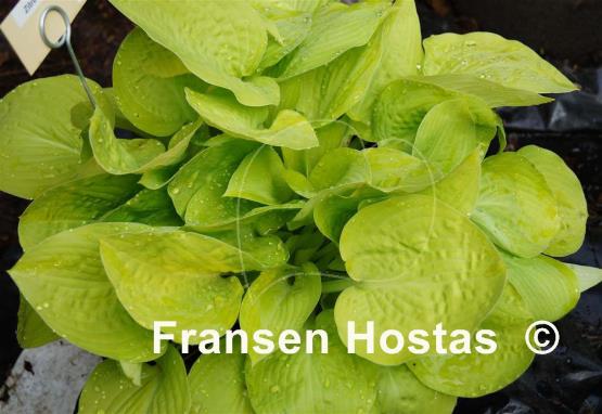 Hosta Zitronenfalter