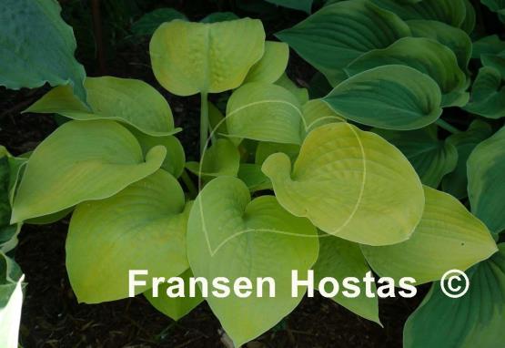 Hosta Zitronenfalter