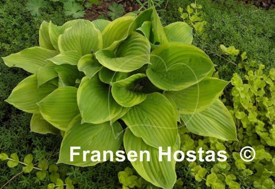 Hosta Zodiac