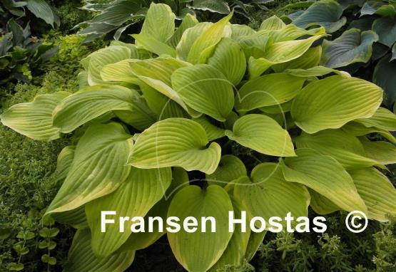 Hosta Zodiac