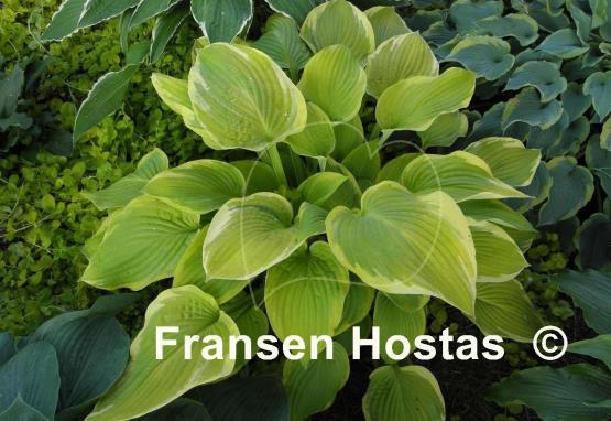 Hosta Zodiac
