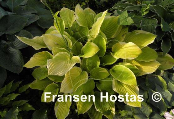 Hosta Zodiac