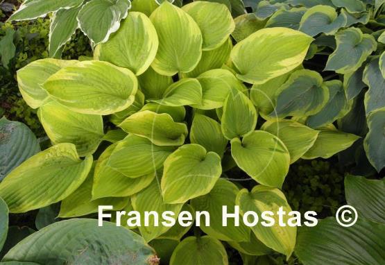 Hosta Zodiac