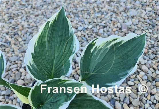 Hosta Zonda