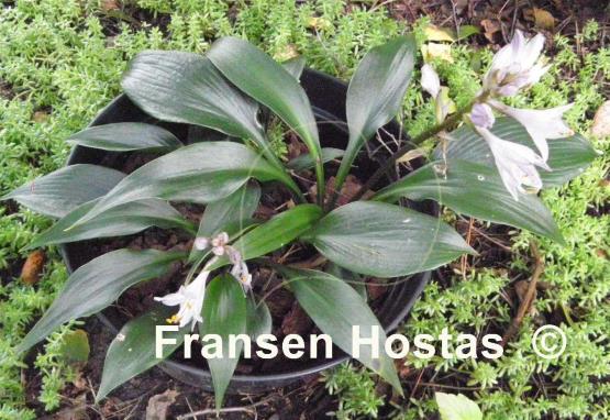 Hosta Zorro