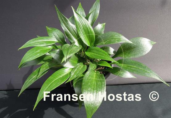 Hosta Zorro