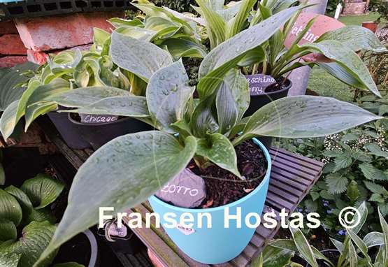 Hosta Zorro