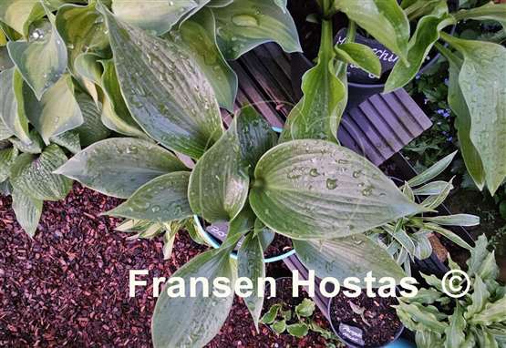 Hosta Zorro