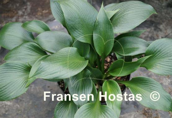 Hosta Zorro