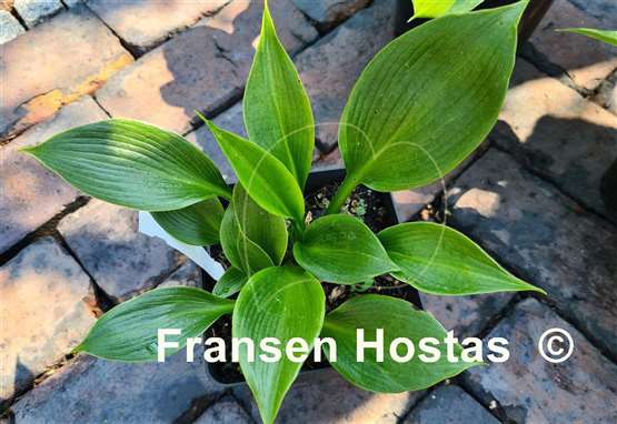 Hosta Zorro