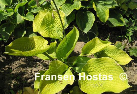 Hosta Zounds
