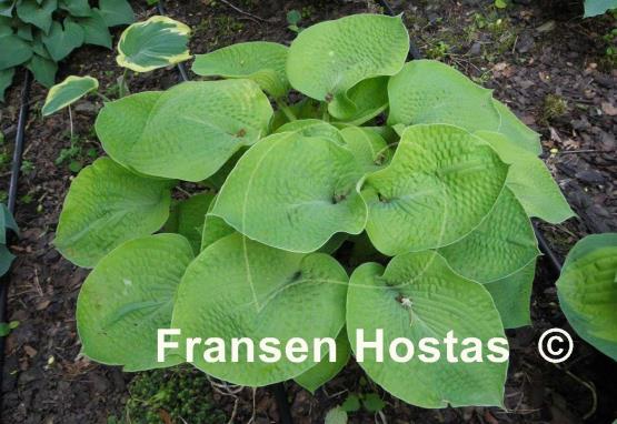 Hosta Zounds
