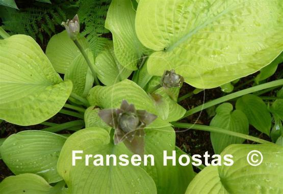 Hosta Zounds